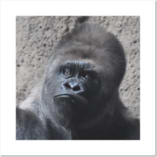 Western Lowland Gorilla Posters and Art